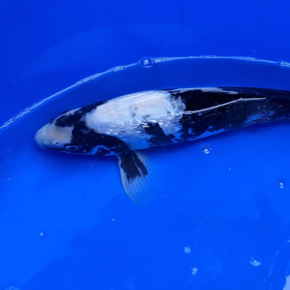 Meet your Posher, Jennifer - Picture 1 of 1